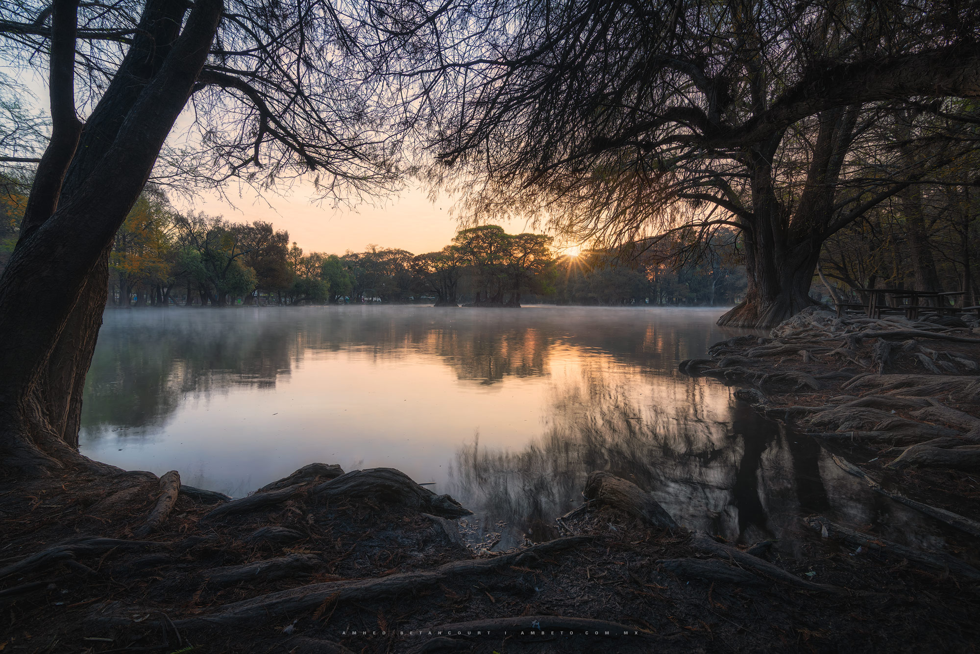 Donde la luz respira en las raíces del tiempo